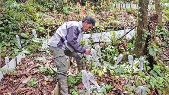 Thách thức bảo tồn và phát triển “quốc bảo” sâm ngọc linh - Bài 1: “Khát” giống sâm ảnh 1
