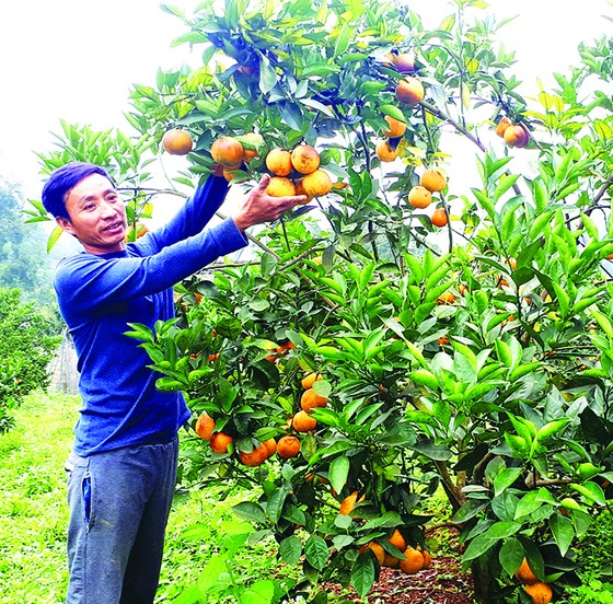 Chạy đua với tết ảnh 3