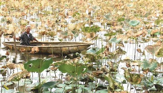Đảo lộn vì nắng nóng ảnh 2