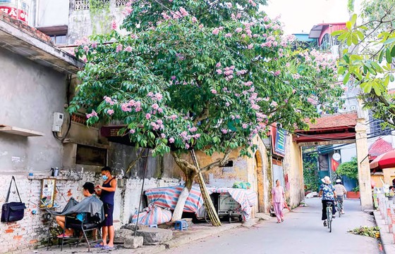 Sắc tím bằng lăng ảnh 1