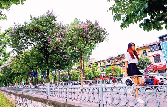 Sắc tím bằng lăng ảnh 3