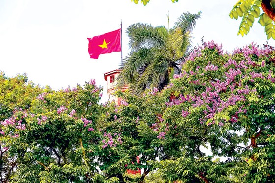 Sắc tím bằng lăng ảnh 4