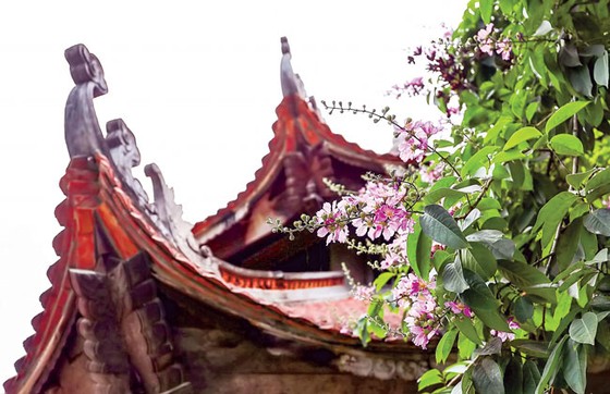 Sắc tím bằng lăng ảnh 6