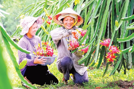 HNG có quá tự tin? ảnh 1