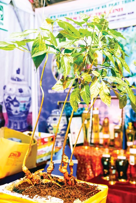 Sâm quý Ngọc Linh ảnh 2