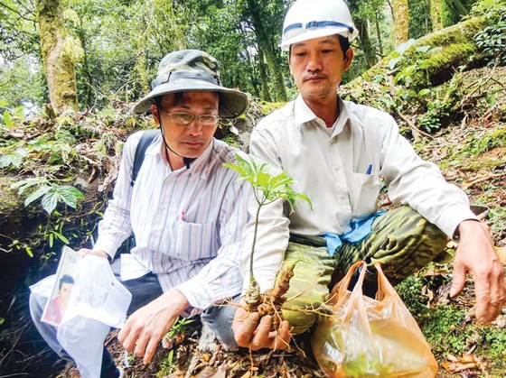 Sâm quý Ngọc Linh ảnh 1