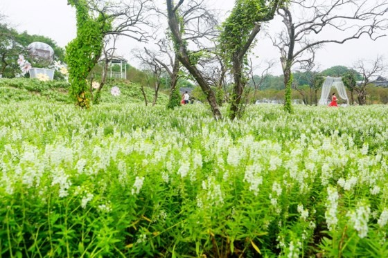 Ngỡ ngàng với thảo nguyên hoa đẹp như cổ tích ven sông Hồng ảnh 2
