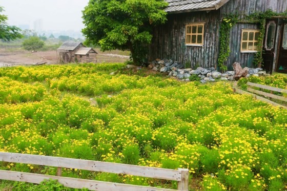 Ngỡ ngàng với thảo nguyên hoa đẹp như cổ tích ven sông Hồng ảnh 3