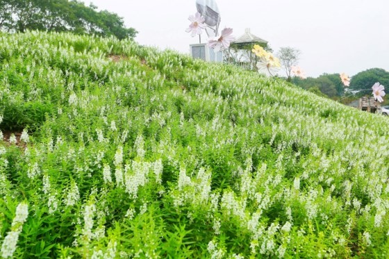 Ngỡ ngàng với thảo nguyên hoa đẹp như cổ tích ven sông Hồng ảnh 5