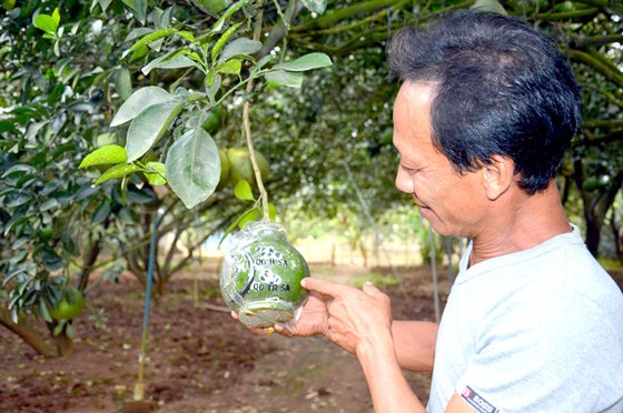 Ngọt ngào bưởi Tân Triều ảnh 1