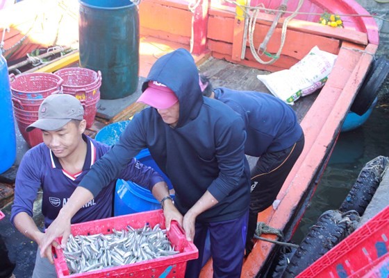 Quảng Ngãi: Ra khơi đầu năm, thu hàng chục tấn cá cơm ảnh 5