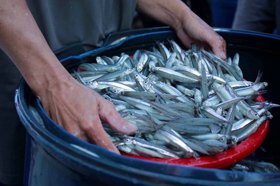 Quảng Ngãi: Ra khơi đầu năm, thu hàng chục tấn cá cơm ảnh 6