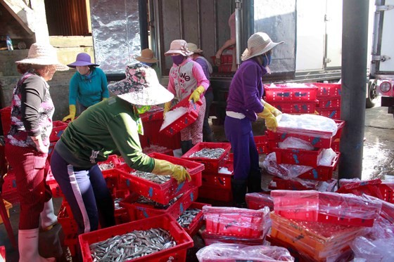 Quảng Ngãi: Ra khơi đầu năm, thu hàng chục tấn cá cơm ảnh 7