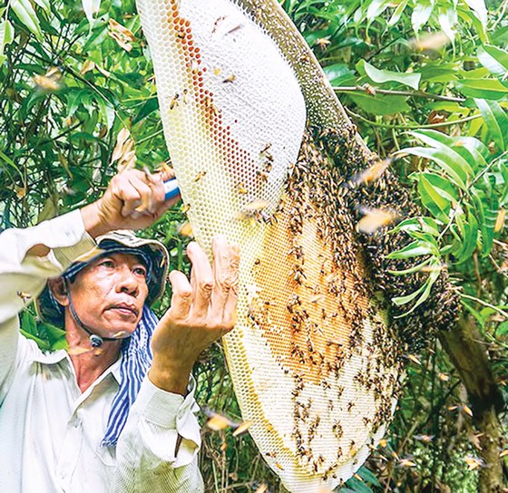 Mật ong, quà tặng của thiên nhiên ảnh 1