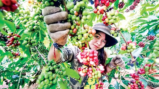 Thương hiệu Việt “núp bóng” hàng ngoại ảnh 1