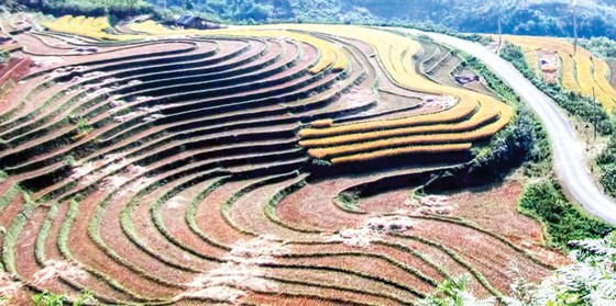 Sức sống bản Sin Súi Hồ ảnh 1