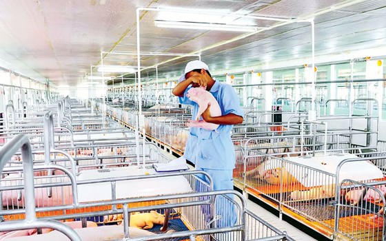 Thát triển ngành chăn nuôi: Cấp bách tạo cú hích căn cơ ảnh 1