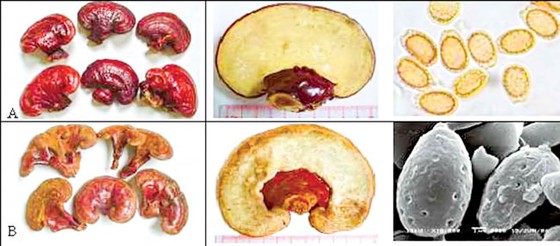 Phân biệt một số nhóm nấm Linh chi ảnh 1