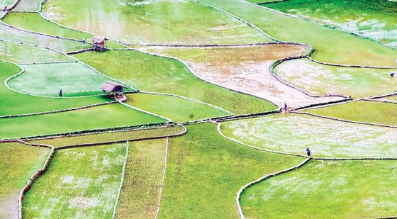 Bức tranh mùa xuống đồng ảnh 1