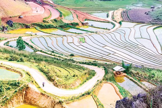 Bức tranh mùa xuống đồng ảnh 3