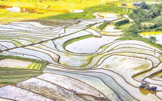 Bức tranh mùa xuống đồng ảnh 4