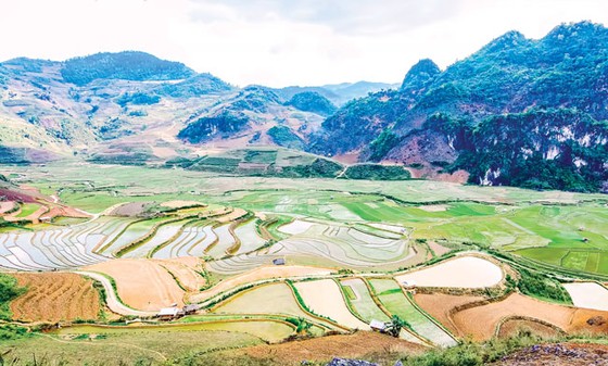 Bức tranh mùa xuống đồng ảnh 5