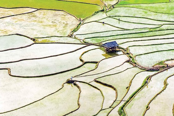 Bức tranh mùa xuống đồng ảnh 6