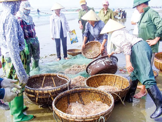 Nhộn nhịp làng biển vào hè ảnh 1