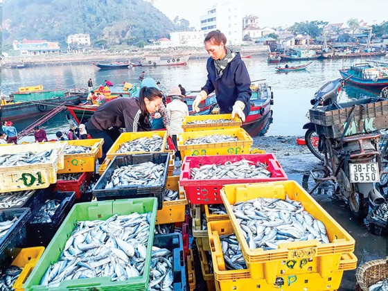Nhộn nhịp làng biển vào hè ảnh 4