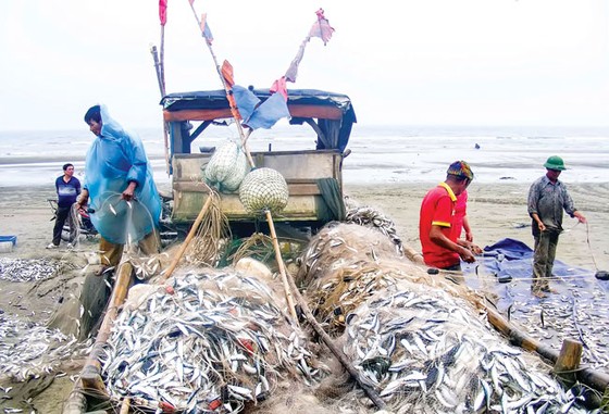 Nhộn nhịp làng biển vào hè ảnh 6