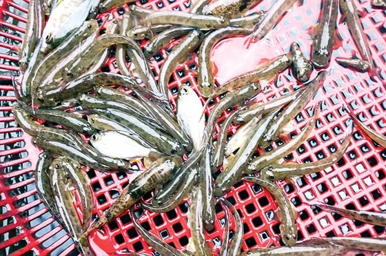 Săn cá tiến vua ảnh 2