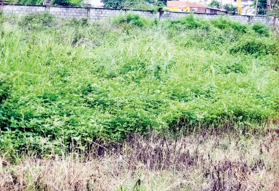 Khu tái định cư 38ha, quận 12, TPHCM:Dân giao đất, quận không giao nền ảnh 1