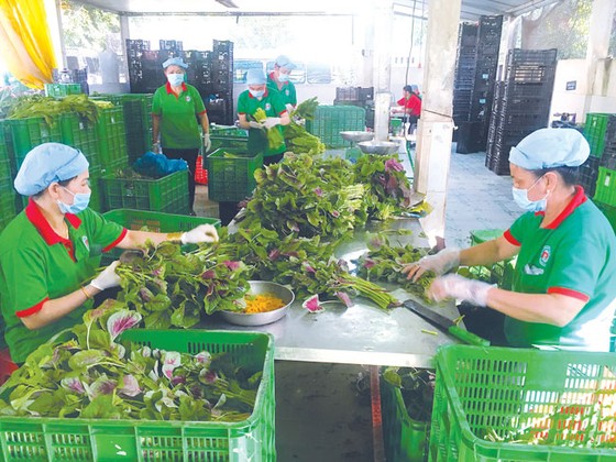 Nhiều nông sản vào TPHCM chưa được truy xuất ảnh 1