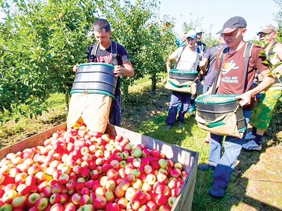 Nông trại Anh thiếu hụt nhân công ảnh 1