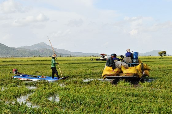 Lũ làm vỡ bờ bao, hàng trăm ha lúa ở biên giới An Giang bị thiệt hại ảnh 1
