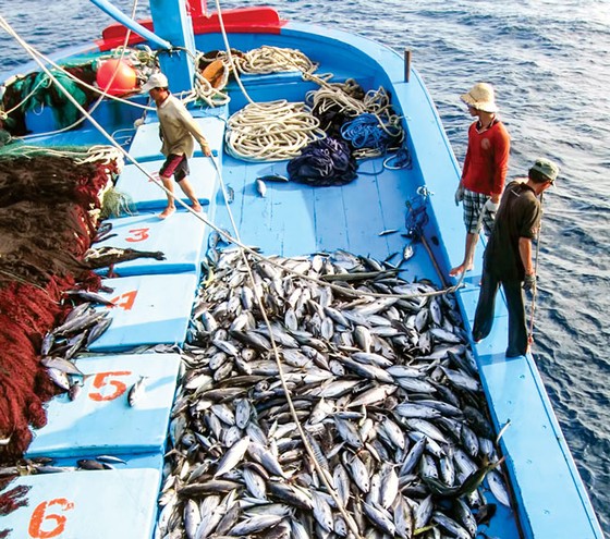 Gỡ thẻ vàng phải minh bạch nghề cá ảnh 1