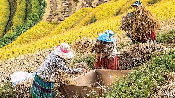 Mùa no ấm trên quê hương A Phủ ảnh 3