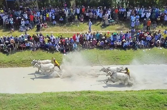 Hàng chục ngàn người xem đua bò Bảy Núi ảnh 1