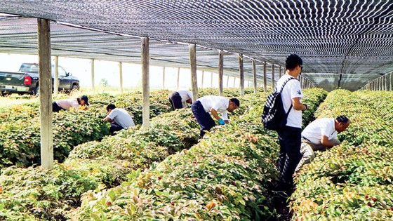 Thâm nhập “thủ phủ” sâm Mỹ ảnh 5