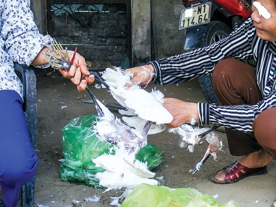 Tận diệt chim cò ảnh 1