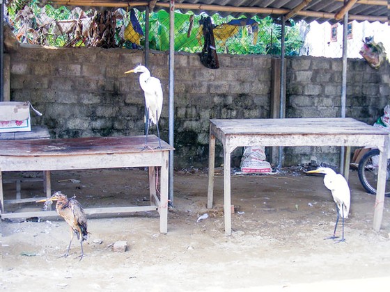 Tận diệt chim cò ảnh 2