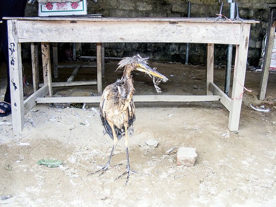 Tận diệt chim cò ảnh 3