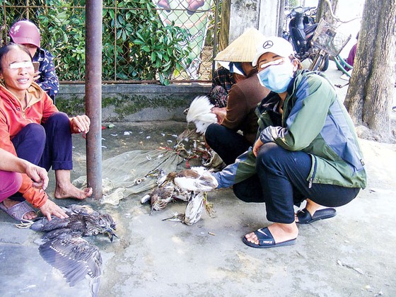 Tận diệt chim cò ảnh 4