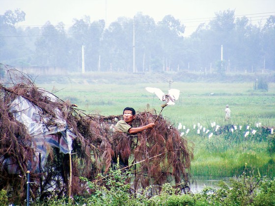 Tận diệt chim cò ảnh 6