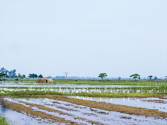 Tận diệt chim cò ảnh 8