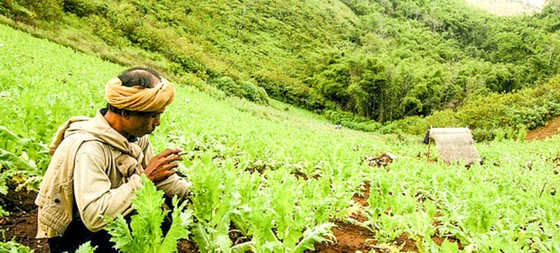 Thảm họa ma túy đá - Kỳ 1: Tràn lan khắp châu Á ảnh 1