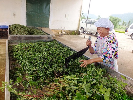 Bảo tồn và phát huy giá trị cây thuốc Việt - Bài 2: Xóa nghèo từ cây thuốc ảnh 1