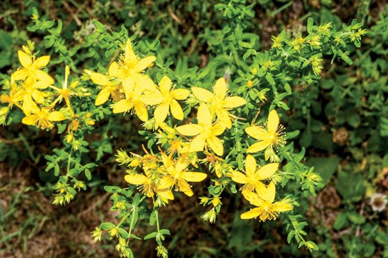 Chữa trị ức chế bằng cây cỏ ảnh 2