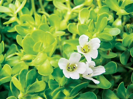 Chữa trị ức chế bằng cây cỏ ảnh 4
