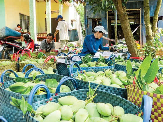 Đưa rau quả vào thị trường khó tính ảnh 1